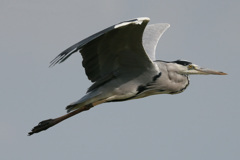 アオサギの飛び方-1