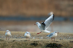 ユリカモメ整列その6