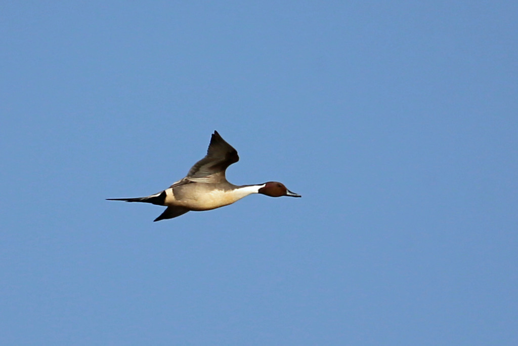 青空とオナガガモ