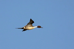 青空とオナガガモ