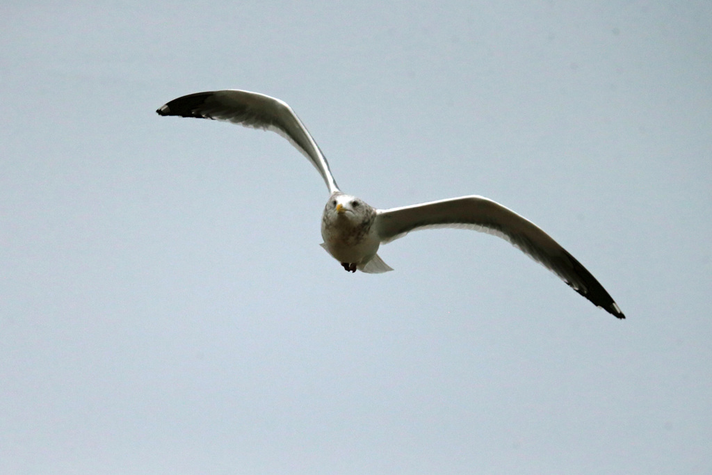 セグロカモメの飛び方-1
