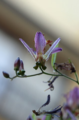 下からほ～ほけきょ