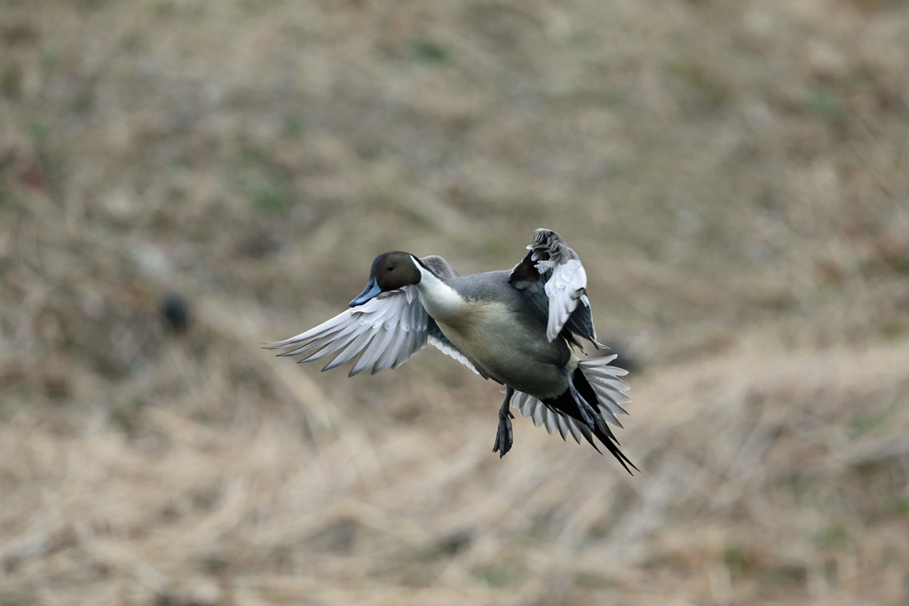 オナガガも着水分解写真-2