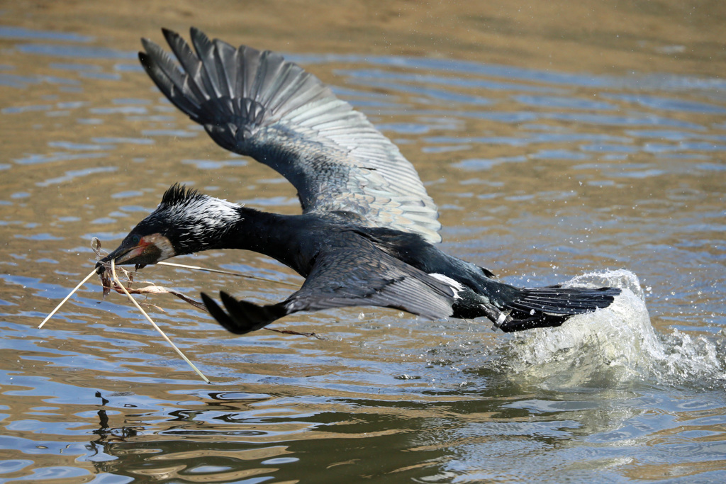 カワウ飛び出し-1
