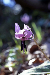 カタクリ咲いた