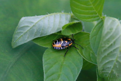 あなたはどなた