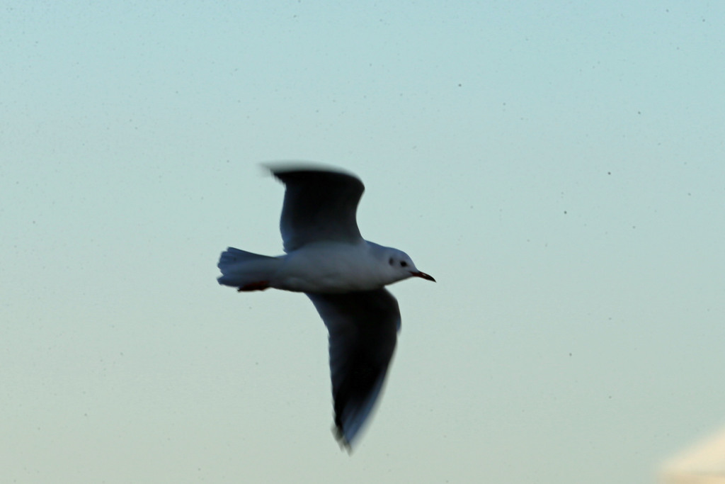 ユリカモメ流し撮り