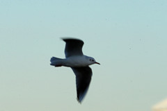 ユリカモメ流し撮り