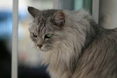 ち～と反省にゃ