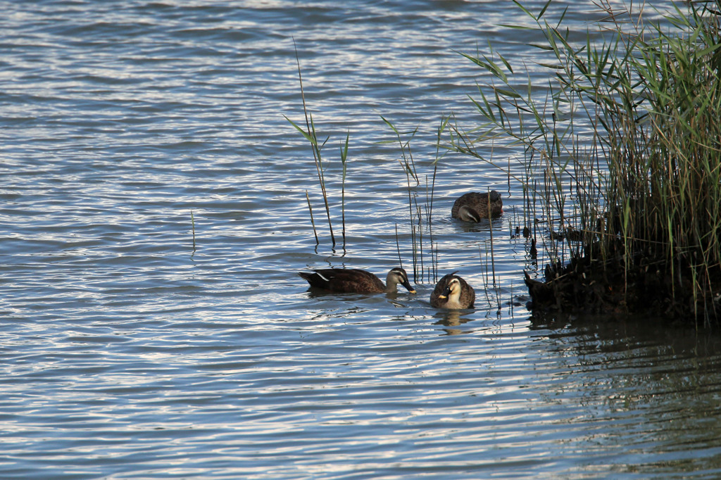 仲良しカモさん