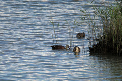 仲良しカモさん