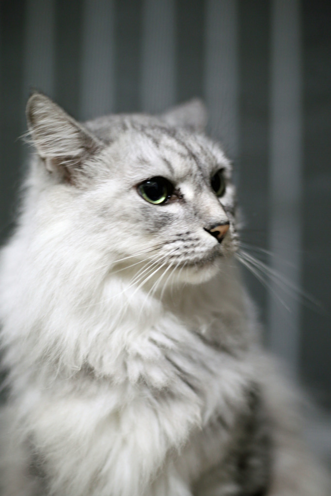 おすましポーズその1