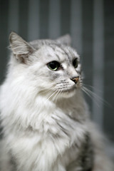 おすましポーズその1