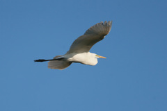 ダイサギシリーズ-7