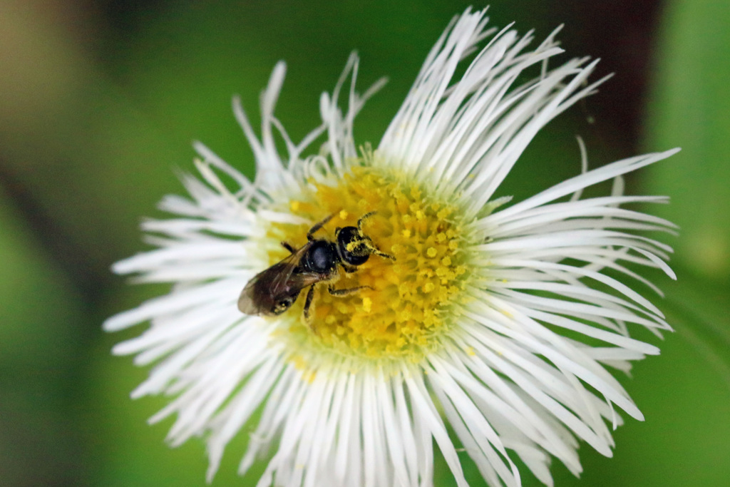 花粉がいっぱい