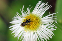 花粉がいっぱい