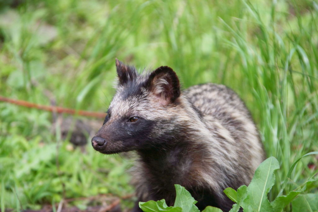 たぬちゃんのポートレート