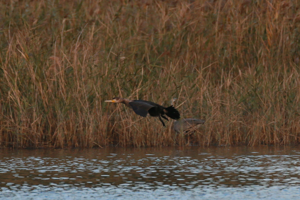 隠れるアオサギ