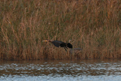 隠れるアオサギ