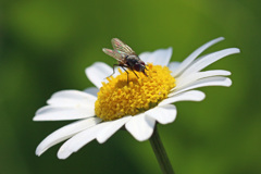 黄色のステージ