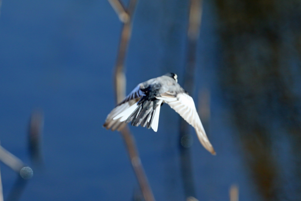 セグロセキレイ背中-3