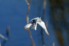 セグロセキレイ背中-3