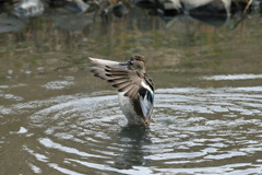 コガモ定番ポーズ