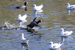 見つめるユリカモメ