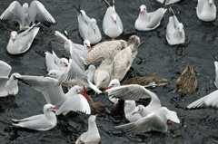 セグロカモメ大きいね