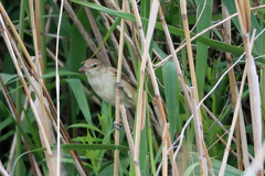 オオヨシキリ発見-2