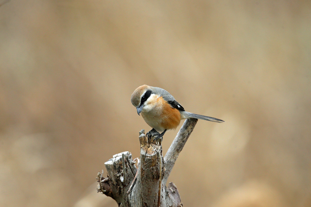 モズ君定番ポーズ