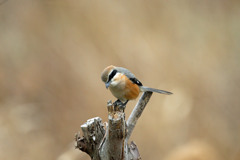 モズ君定番ポーズ