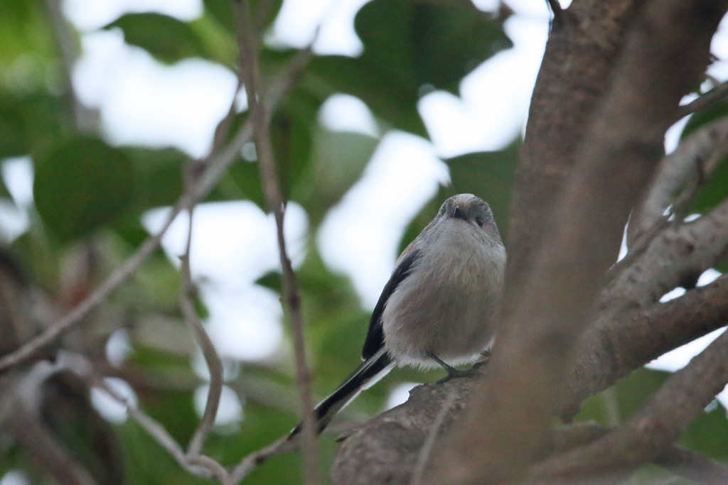 ちょっと上見るエナガ