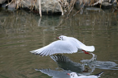 ユリカモメ水をける