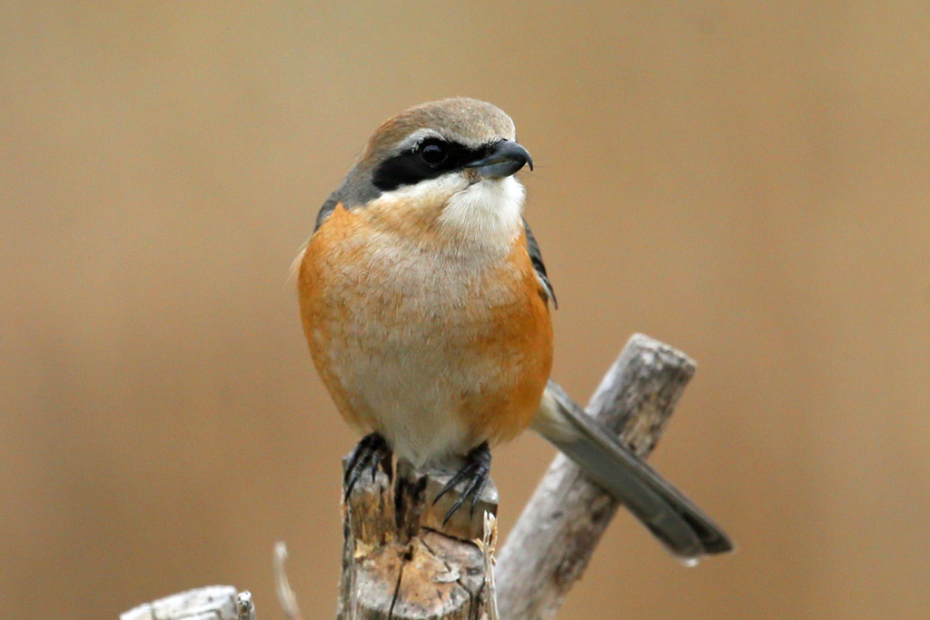 ポートレート横構図