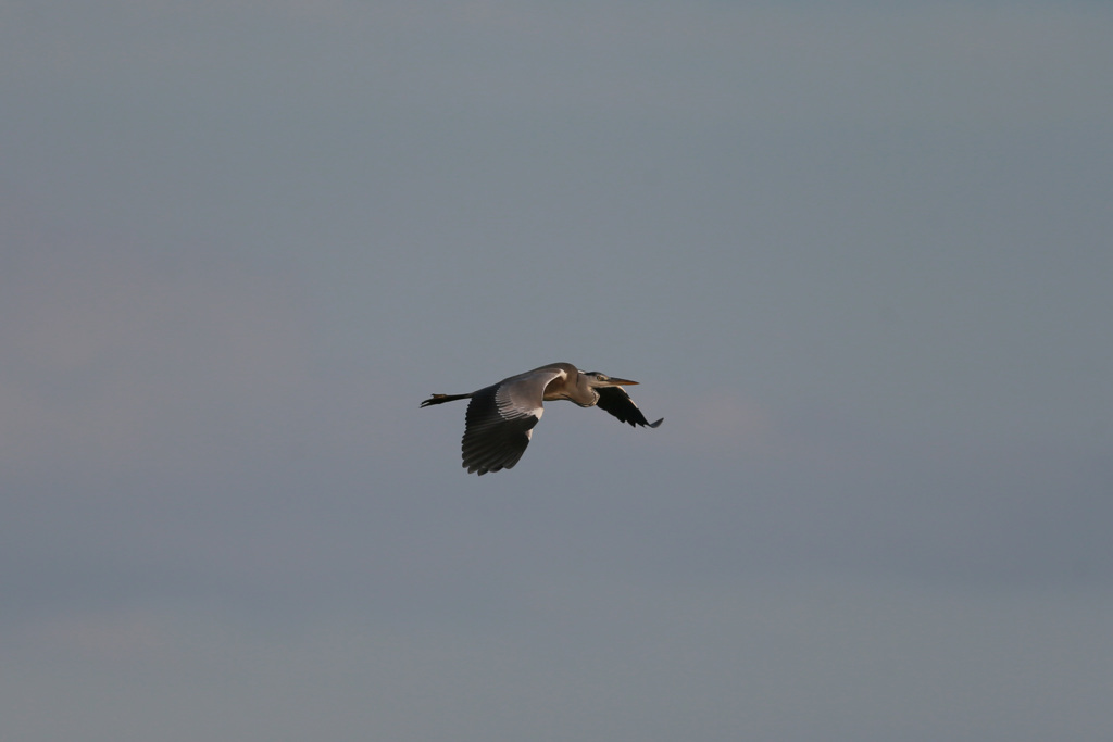 夕陽を浴びて-2