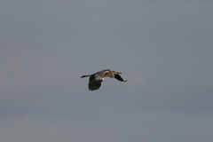 夕陽を浴びて-2