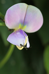 落ちそうだけん