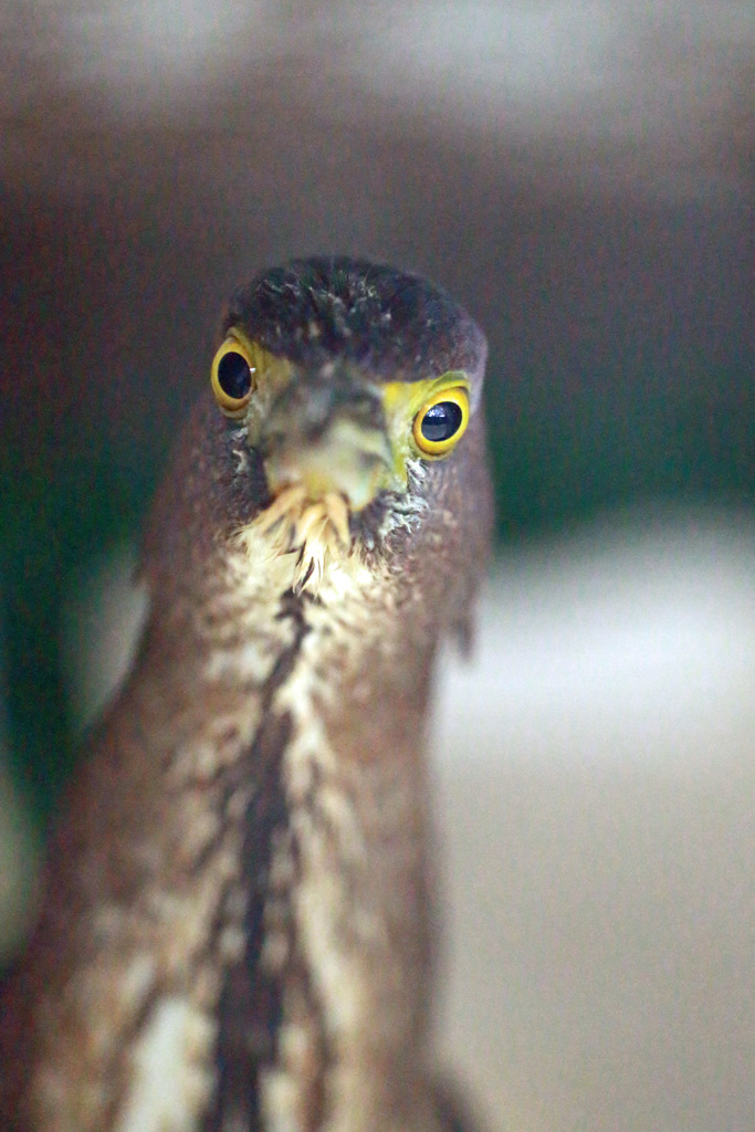 僕ミソゴイです