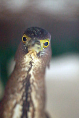 僕ミソゴイです