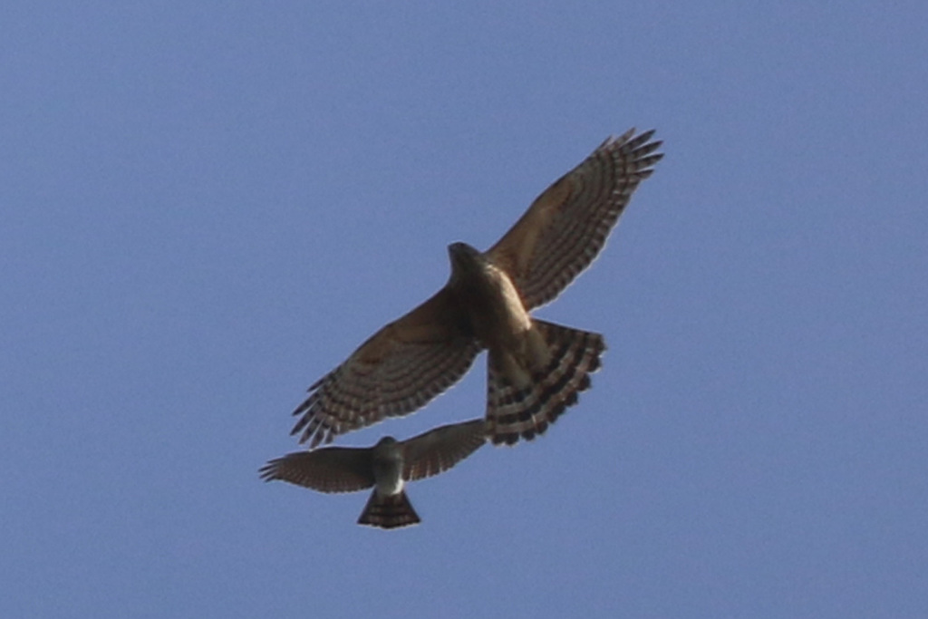 オオタカ幼鳥対ハイタカバトル-2