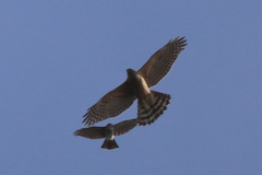 オオタカ幼鳥対ハイタカバトル-2