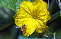 左に小さい蜂さんかな?