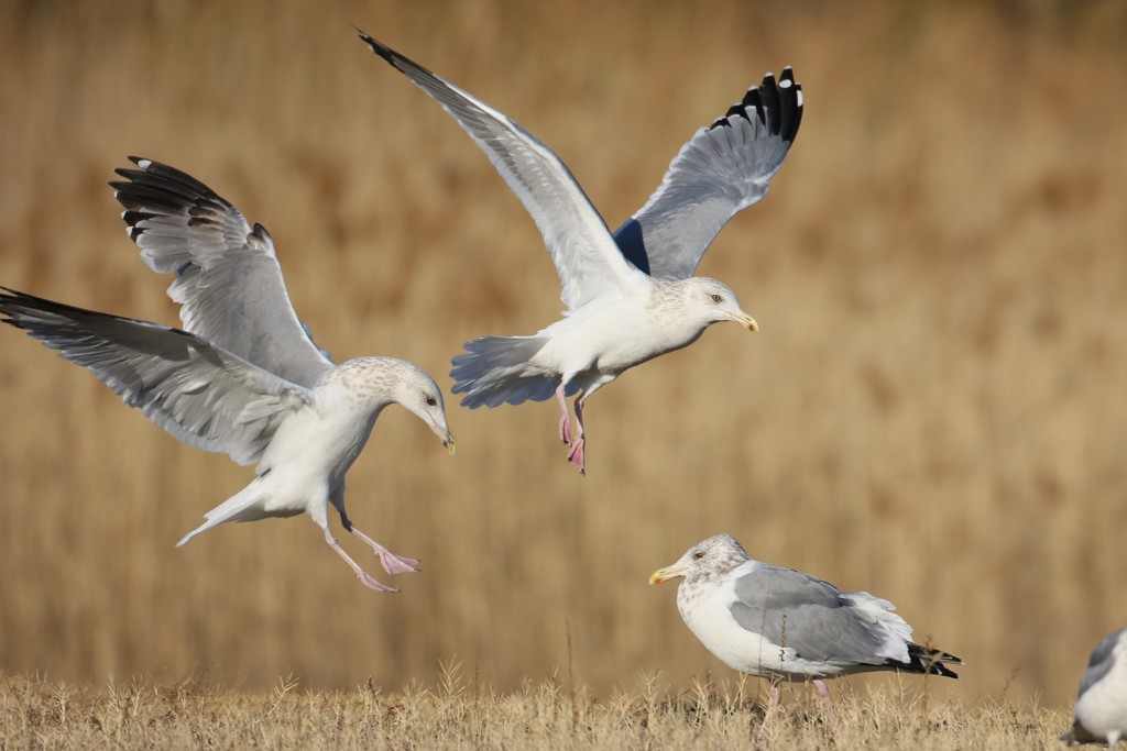 二羽で着地姿勢