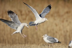 二羽で着地姿勢