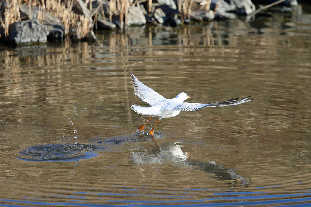 飛び出し後ろから-1