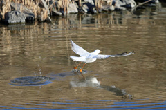 飛び出し後ろから-1