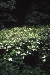 はんげしょうかな