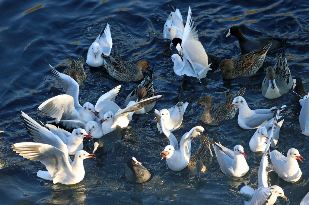 いつもの争奪戦
