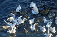 いつもの争奪戦